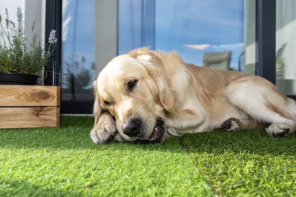 Turf Defender Artificial Grass • Turf Defender Artificial Grass: the perfect choice for pet owners looking for a safe, reliable, and aesthetically pleasing artificial turf option. • Durable yet soft fibers provide cushioning and comfort for furry friends to enjoy. • Natural-looking synthetic grass fibers combined with anti-microbial protection against strong odors from pet waste. • Easy installation and effortless maintenance make this turf an unbeatable solution in any environment.