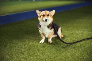 Doggy Day Facilities Artificial Turf