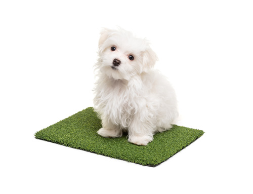 Pet System Turf